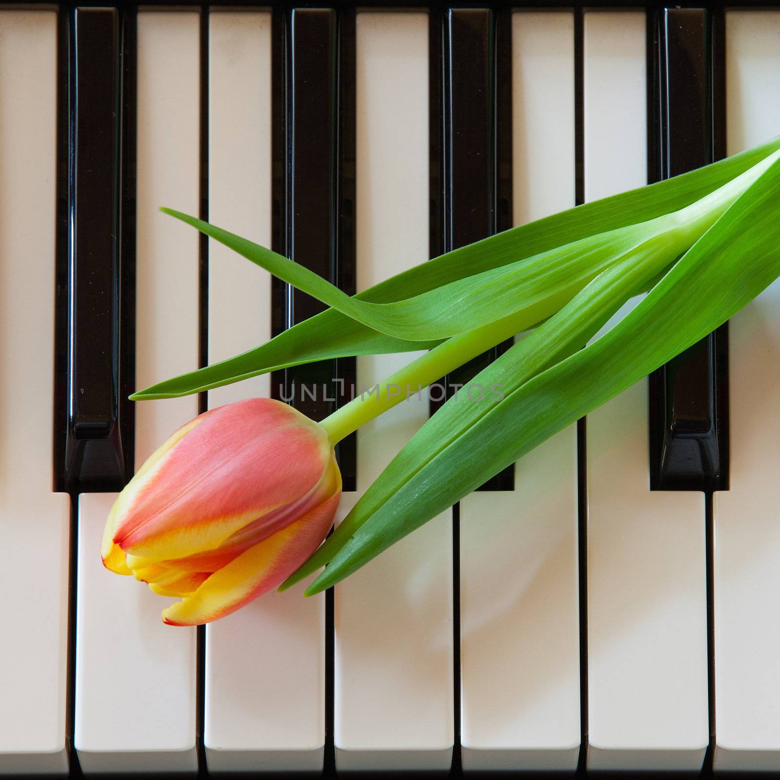 Music and flowers by CaptureLight
