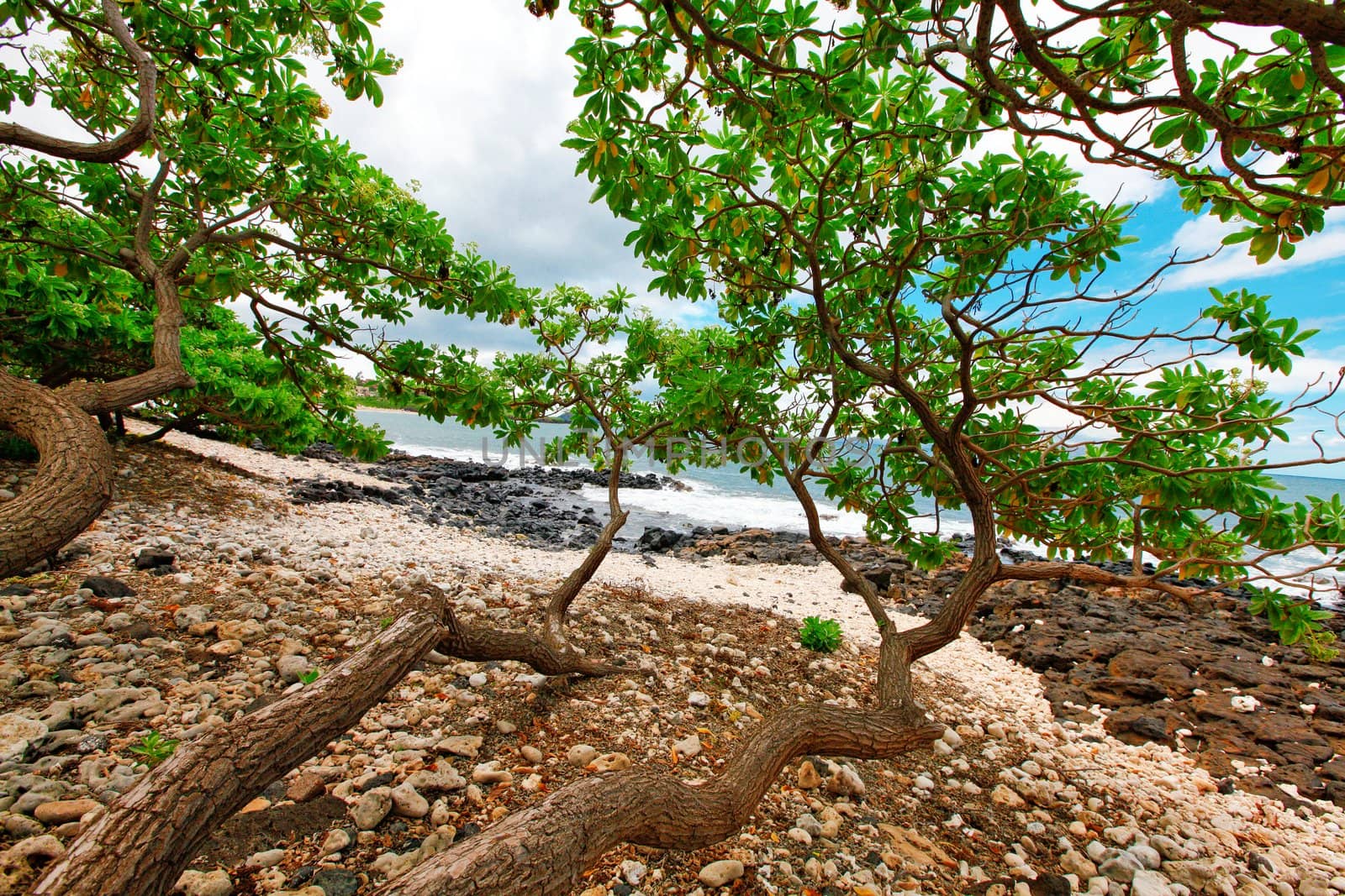 Tropical beach with tree brenches over rocks. Maui. Hawaii.