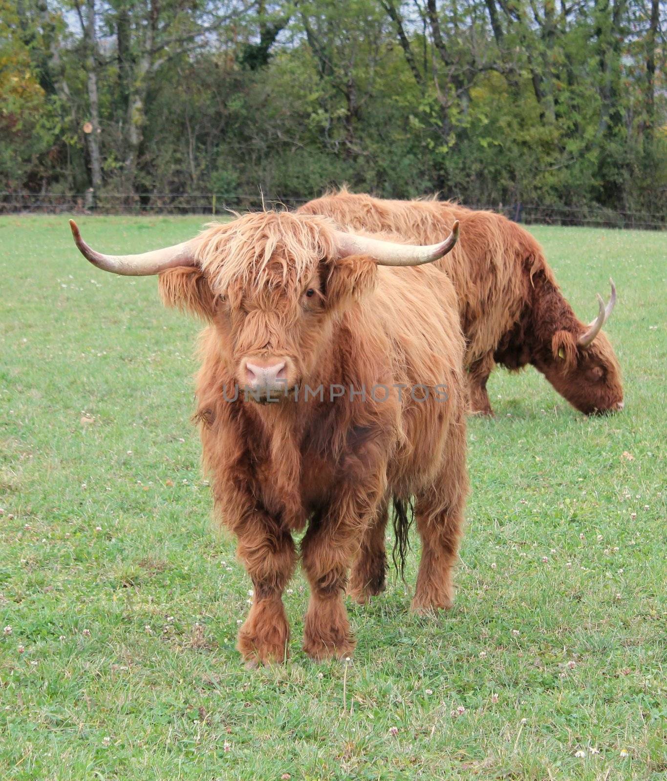 Brown scottish cows with their big horns in a meadow