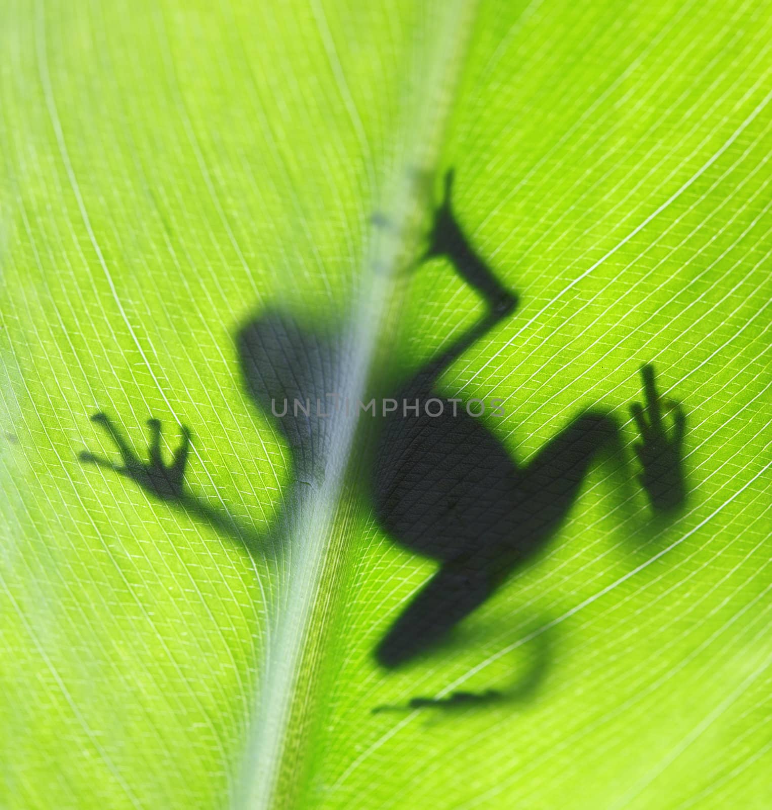 A macro shot of a Posion Dart Frog backlit on a tropical leaf.