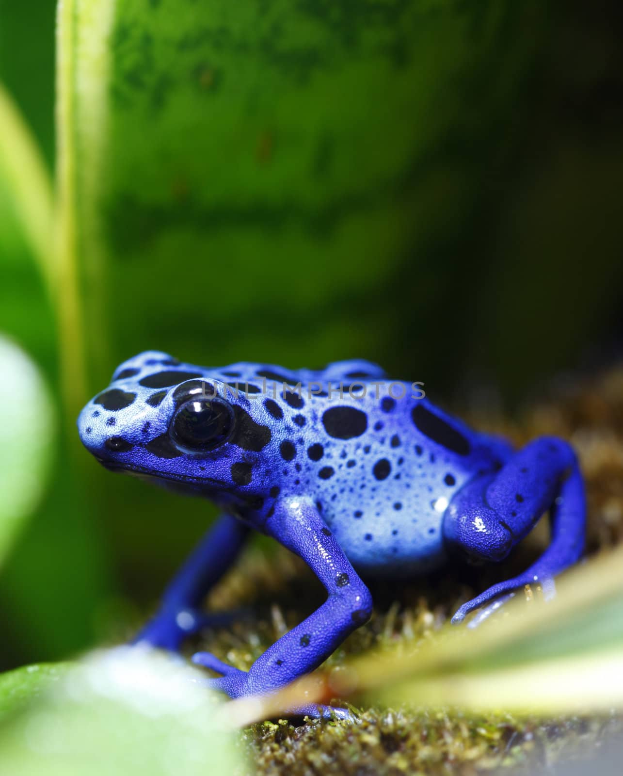 A macro shot of a Blue Poison Dart Frog (Dendrobates Azureus) in a tropical setting. This frog is found in the forests surrounded by the Sipaliwini Savannah located in southern Suriname and Brazil. 