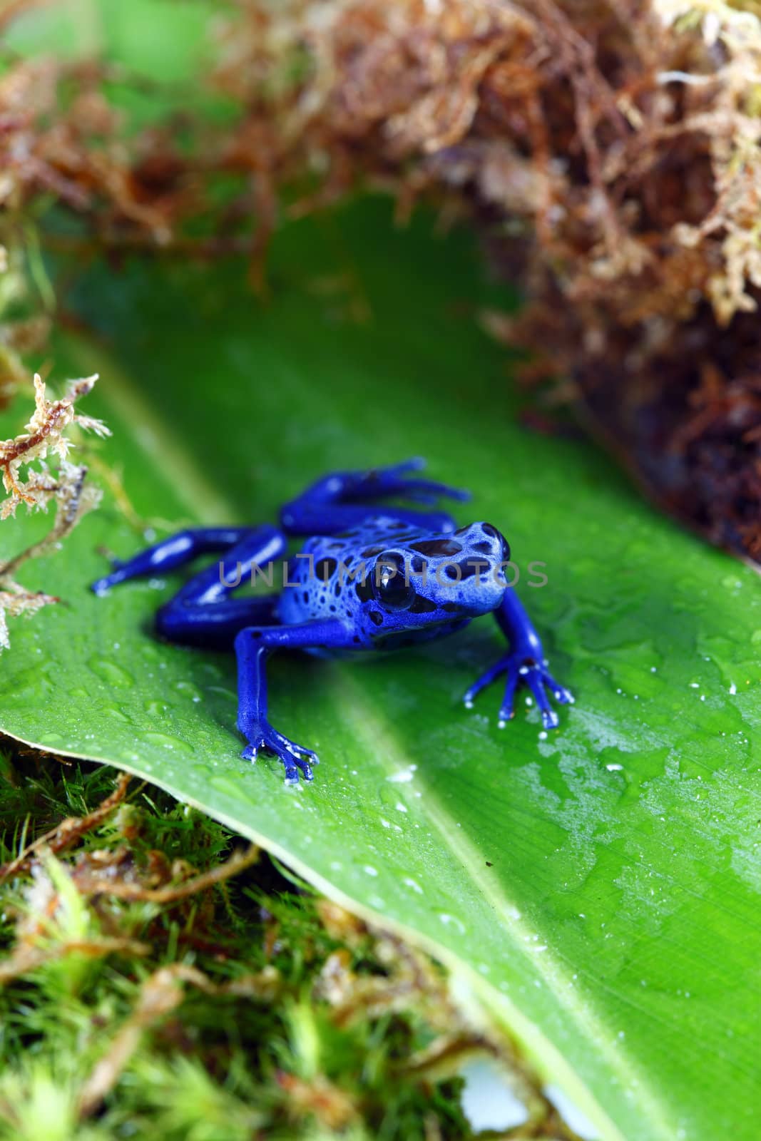 A macro shot of a Blue Poison Dart Frog (Dendrobates Azureus) on a dew covered leaf in the jungle. This frog is found in the forests surrounded by the Sipaliwini Savannah located in southern Suriname and Brazil. 