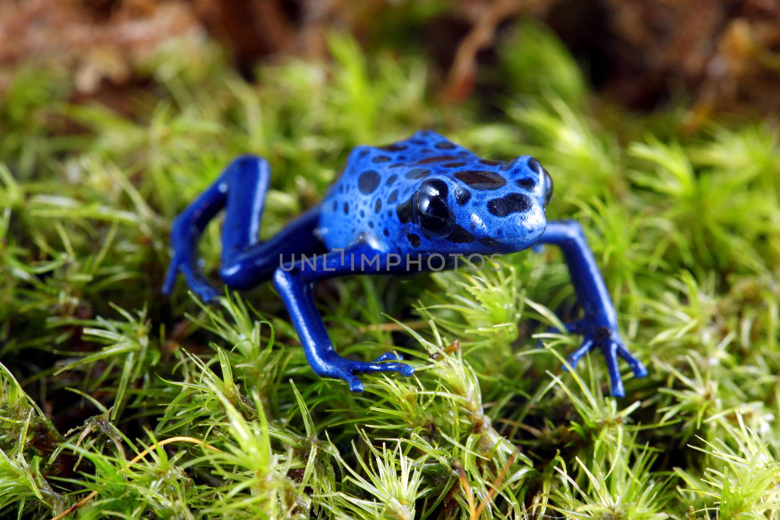 A macro shot of a Blue Poison Dart Frog (Dendrobates Azureus) on a mossy jungle floor. This frog is found in the forests surrounded by the Sipaliwini Savannah located in southern Suriname and Brazil. 