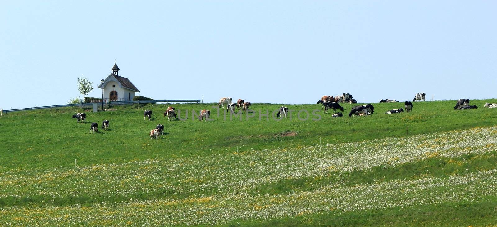 Herd of cows next to a small chapel in a meadow on a hill