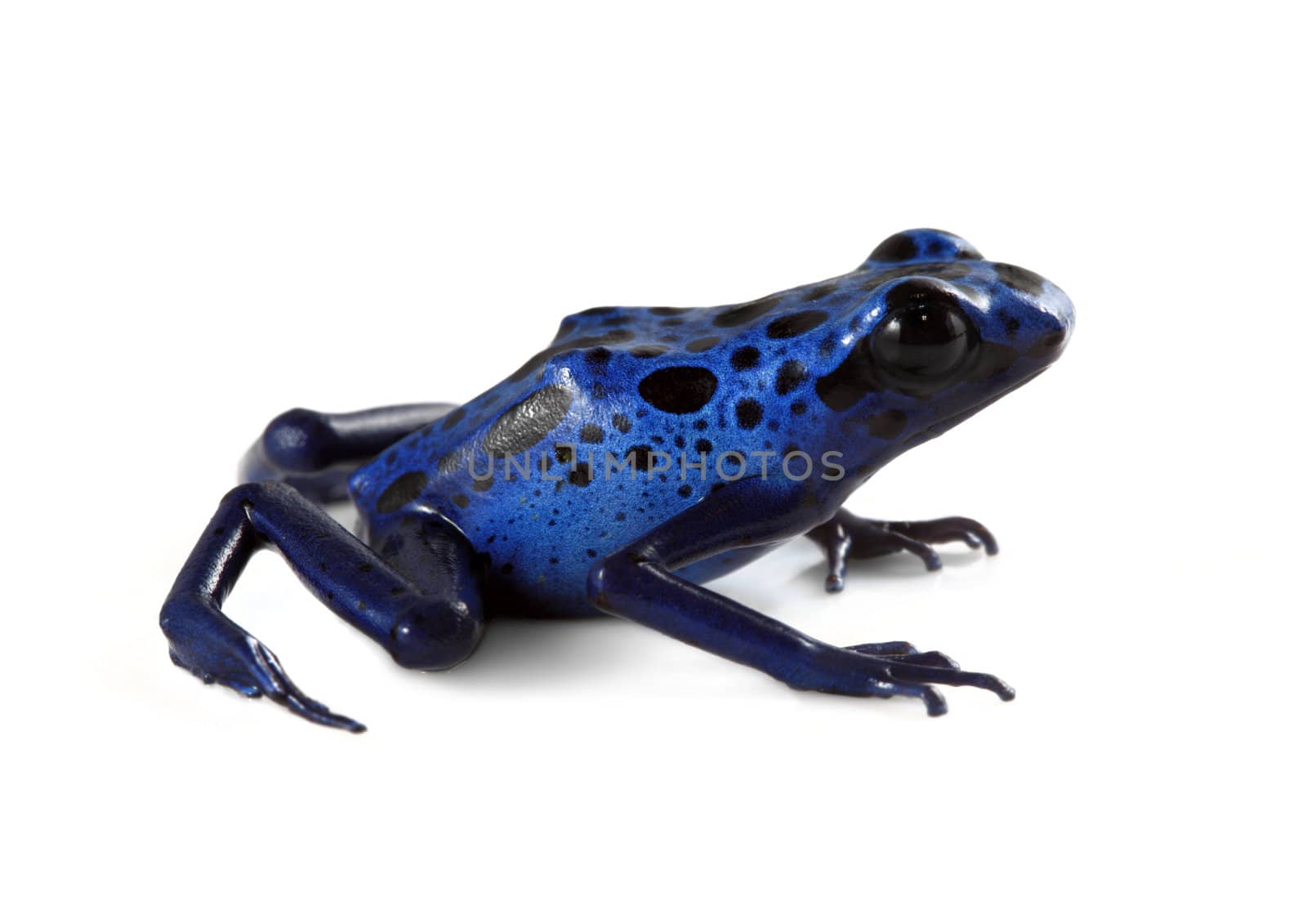 A macro studio shot of a Blue Poison Dart Frog (Dendrobates Azureus) on a solid white background. This frog is found in the forests surrounded by the Sipaliwini Savannah located in southern Suriname and Brazil. 