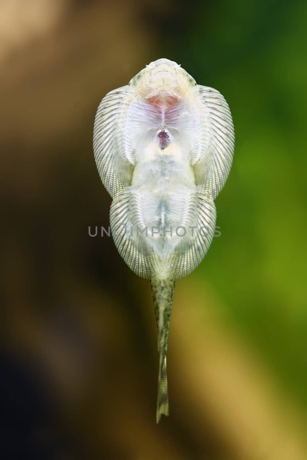 A macro shot of a borneo sucker fish (Gastromyzon Borneensis) suctioned to the glass of an aquarium.