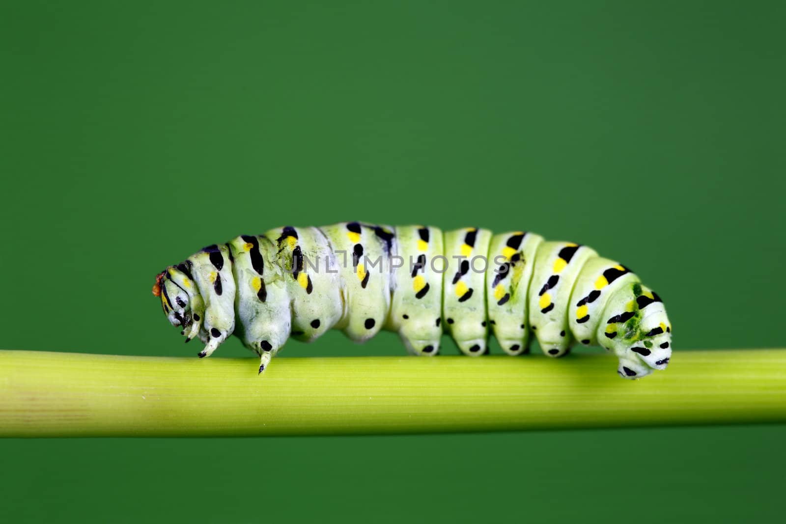 A macro shot of a caterpillar (swallowtail butterfly larva) walking along a plant stem.