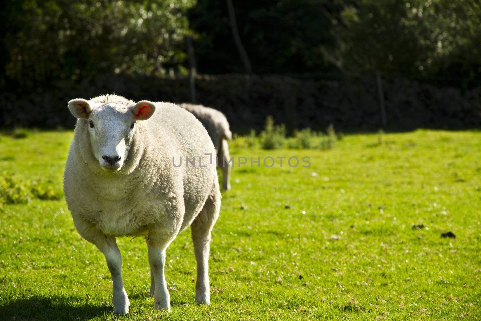 Sheep on the meadow.