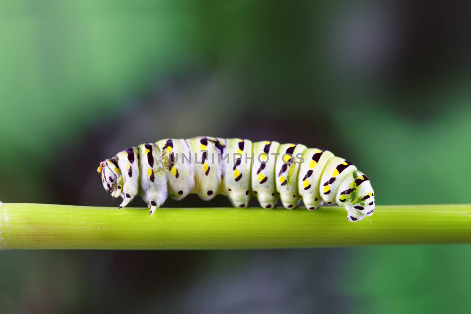 A macro shot of a caterpillar (swallowtail butterfly larva) walking along a plant stem.
