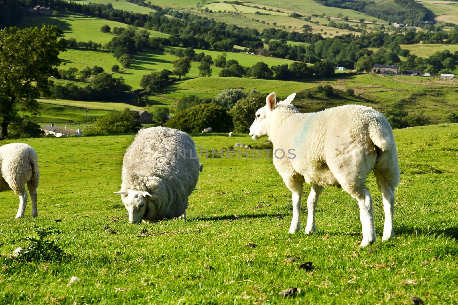Sheeps by caldix