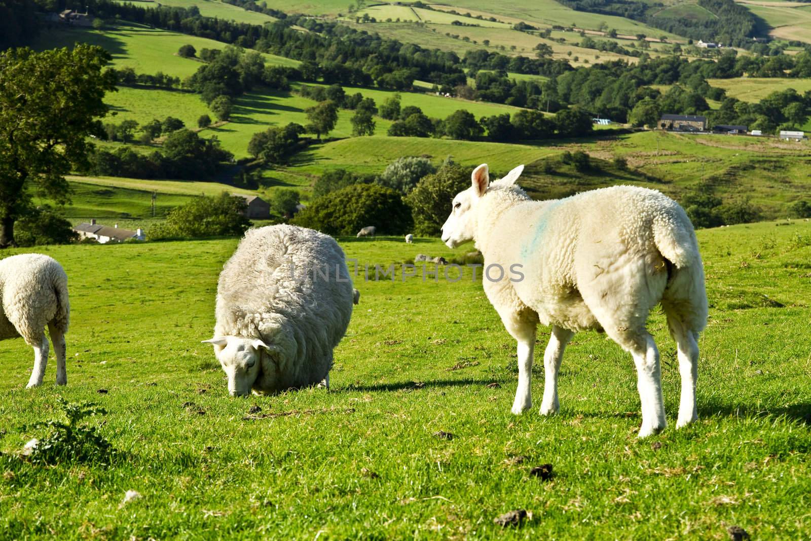 Sheeps on the meadow.