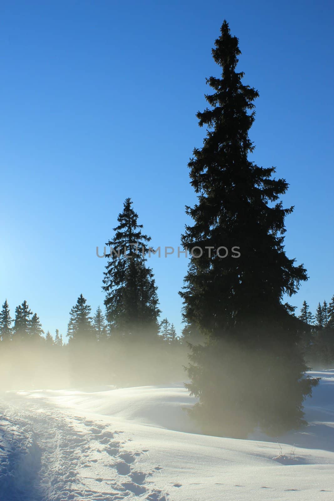 Little fog between fir trees by beautiful winter blue day