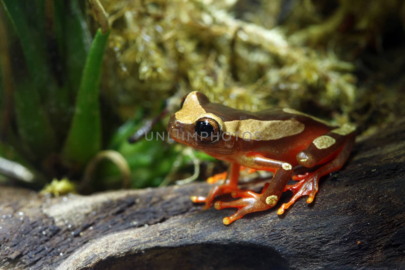 A macro shot of a clown tree frog (Dendropsophus Leucophyllatus) in its tropical surrounding. These tiny little frogs inhabit areas around bodies of water in the Amazon Basin, from Peru east through Brazil and the surrounding countries. 