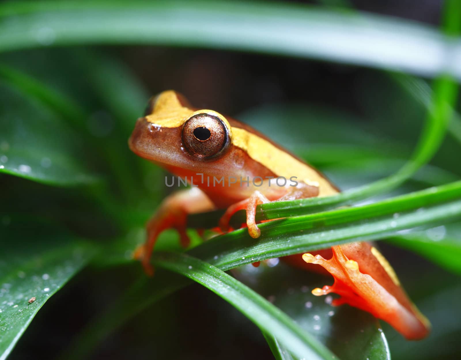 A macro shot of a clown tree frog (Dendropsophus Leucophyllatus) in its tropical surrounding. These tiny little frogs inhabit areas around bodies of water in the Amazon Basin, from Peru east through Brazil and the surrounding countries. 