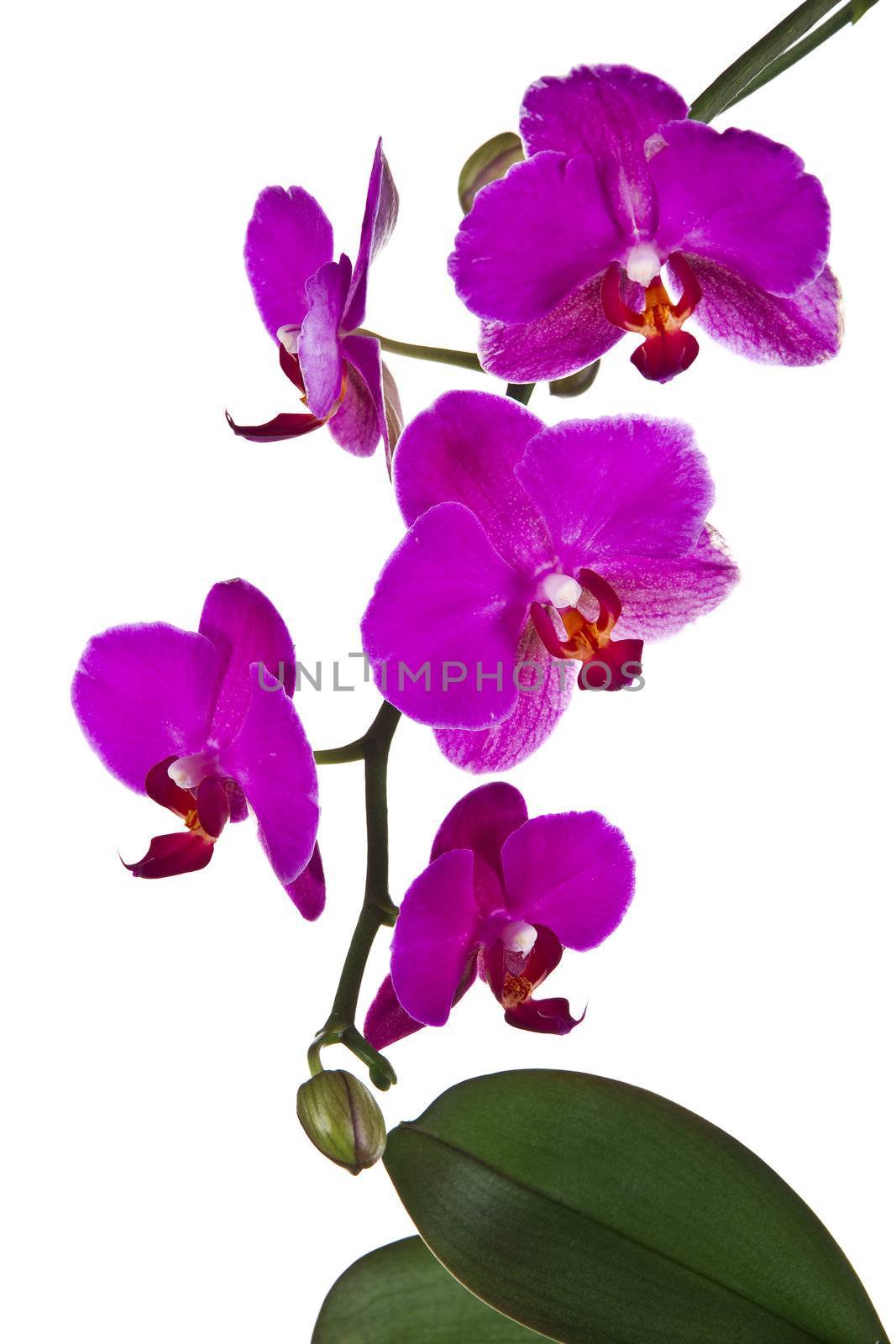 Pink orchid isolated on white background