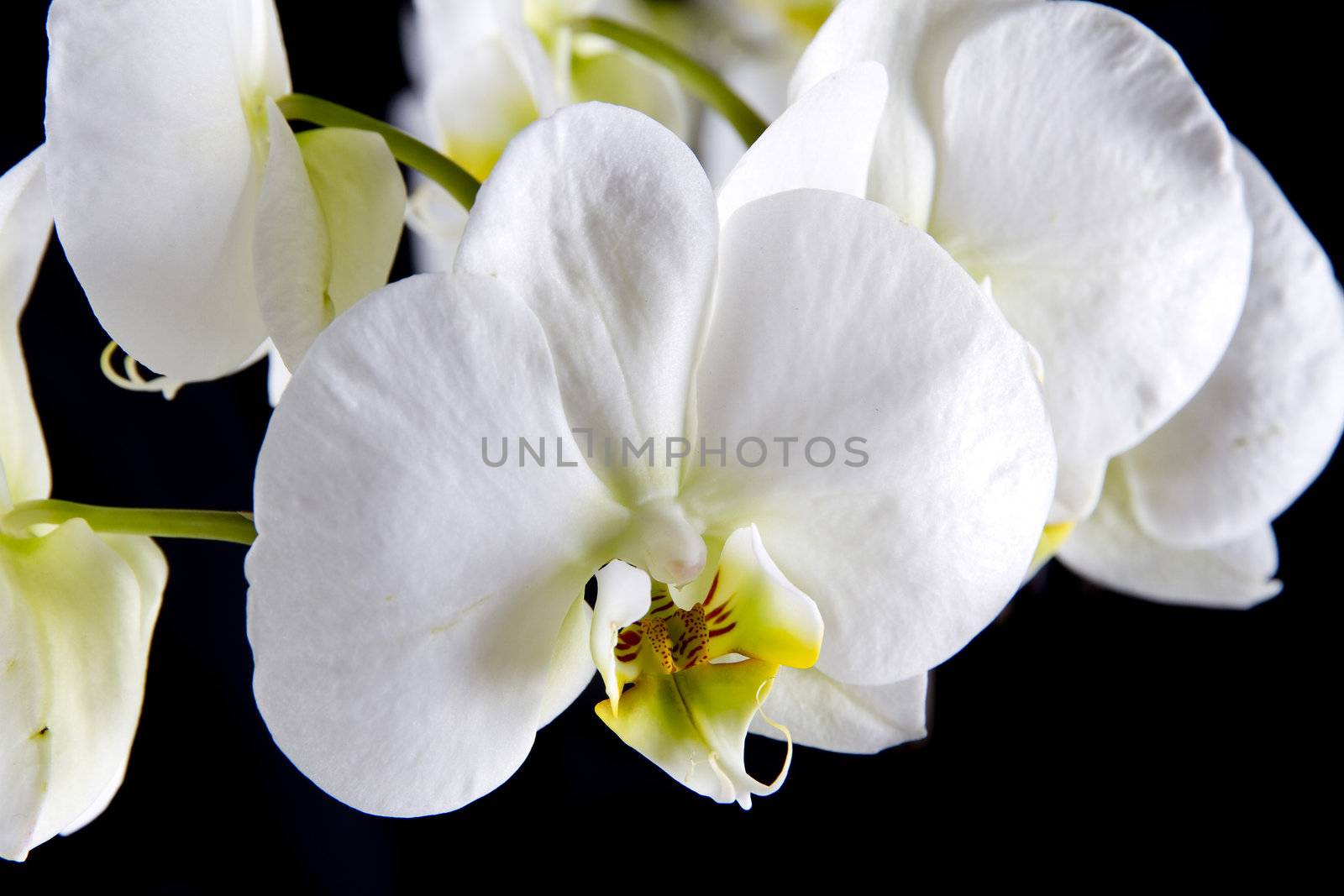 White orchid  by caldix