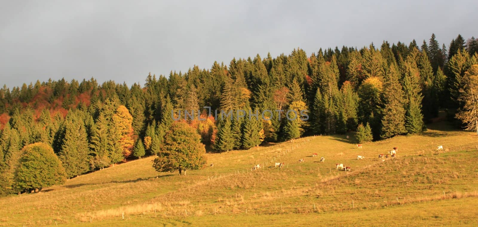 Beautiful colorful autumn landscape with a herd of cows by sunset