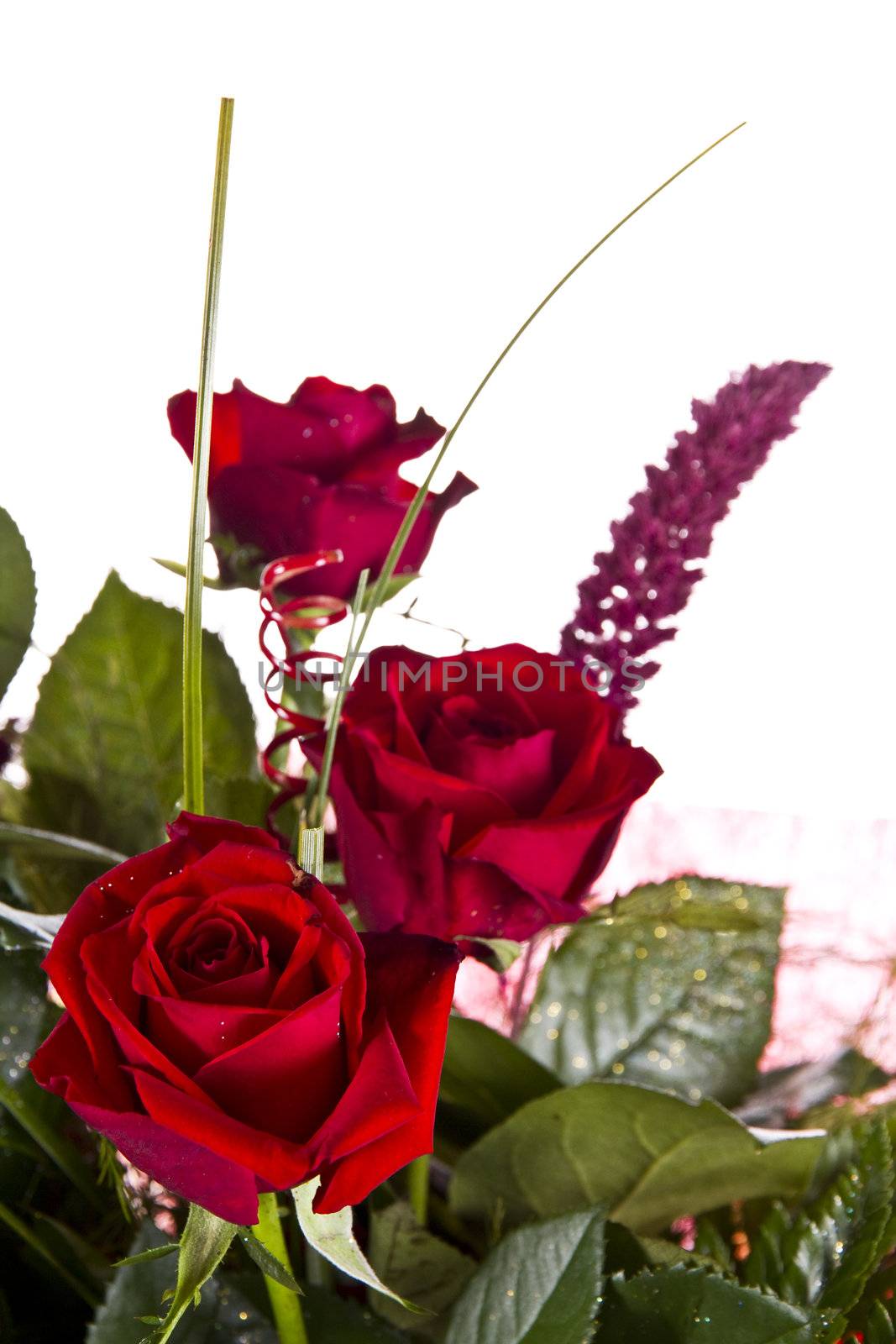 Bouquet of red roses isolatet on white background