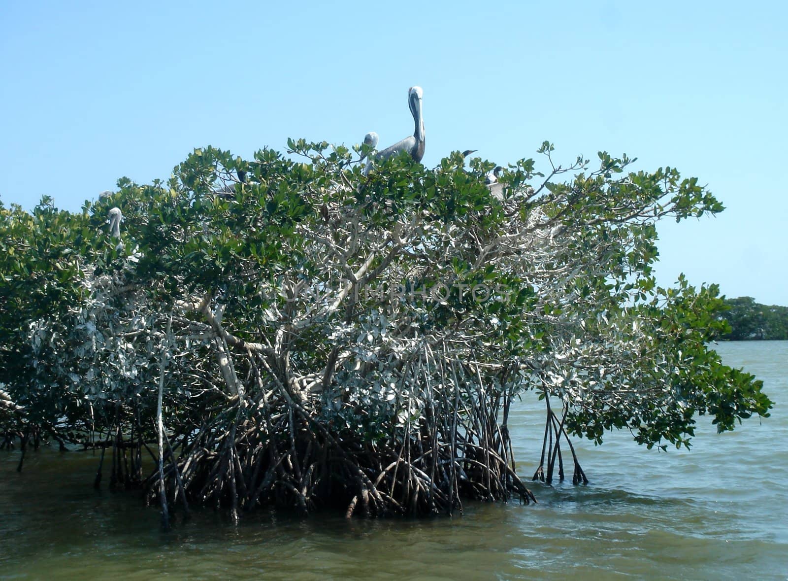 Several pelicans sitting on mangrove trees, Everglades, Florida, USA