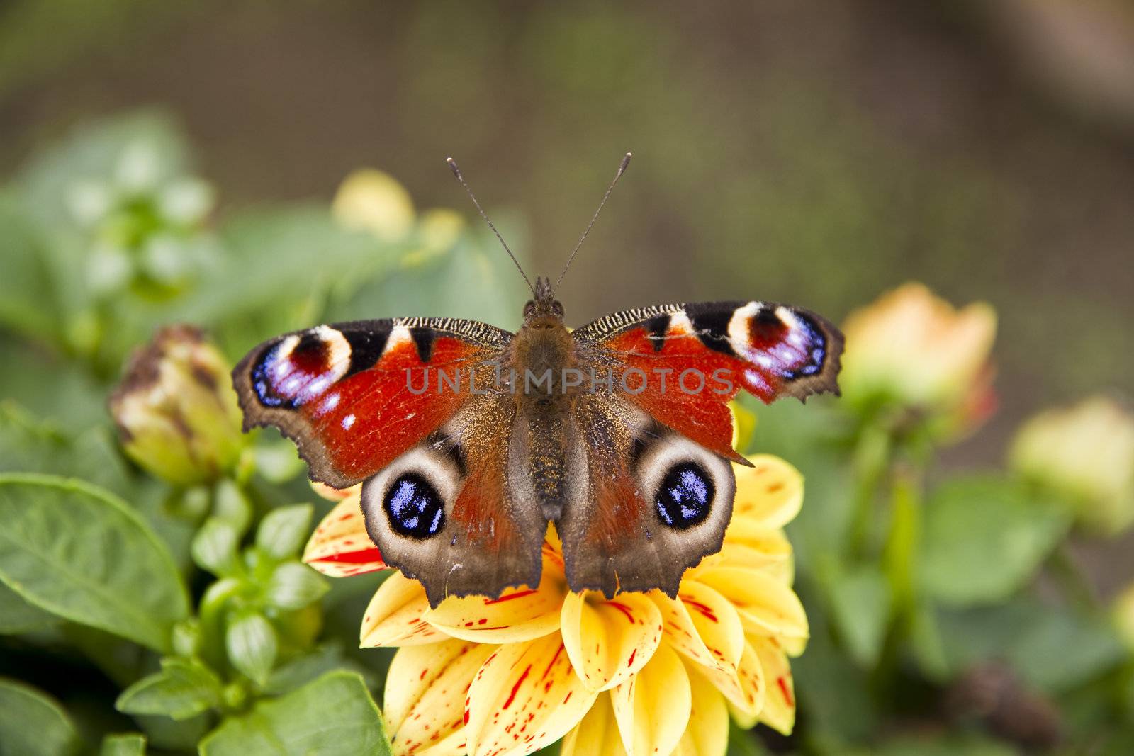 Butterfly on flower by caldix