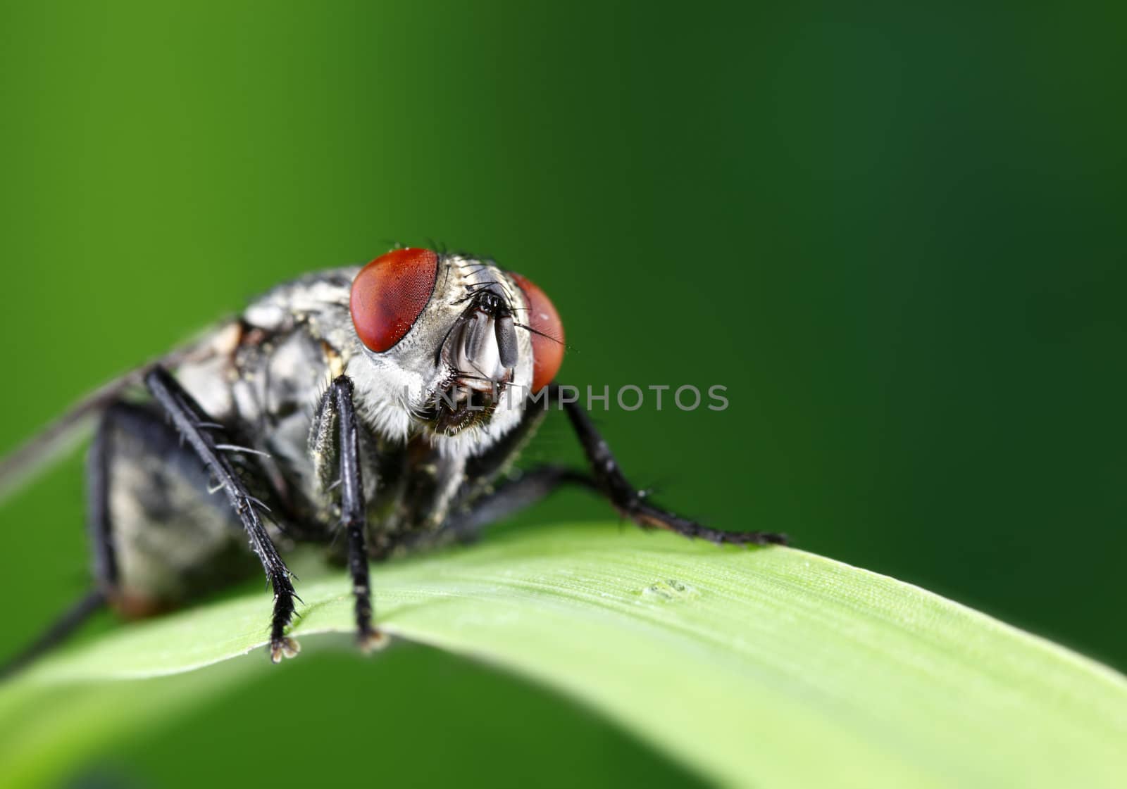 A macro shot of a house fly on a single blade of grass.