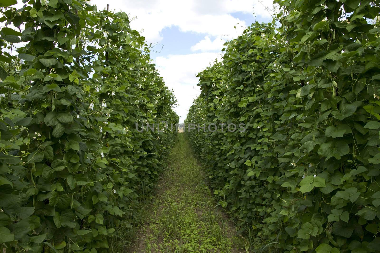 Bean plants growing on the farm