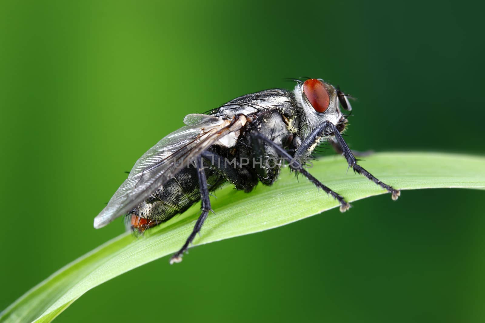 A macro shot of a housefly on a blade of grass.