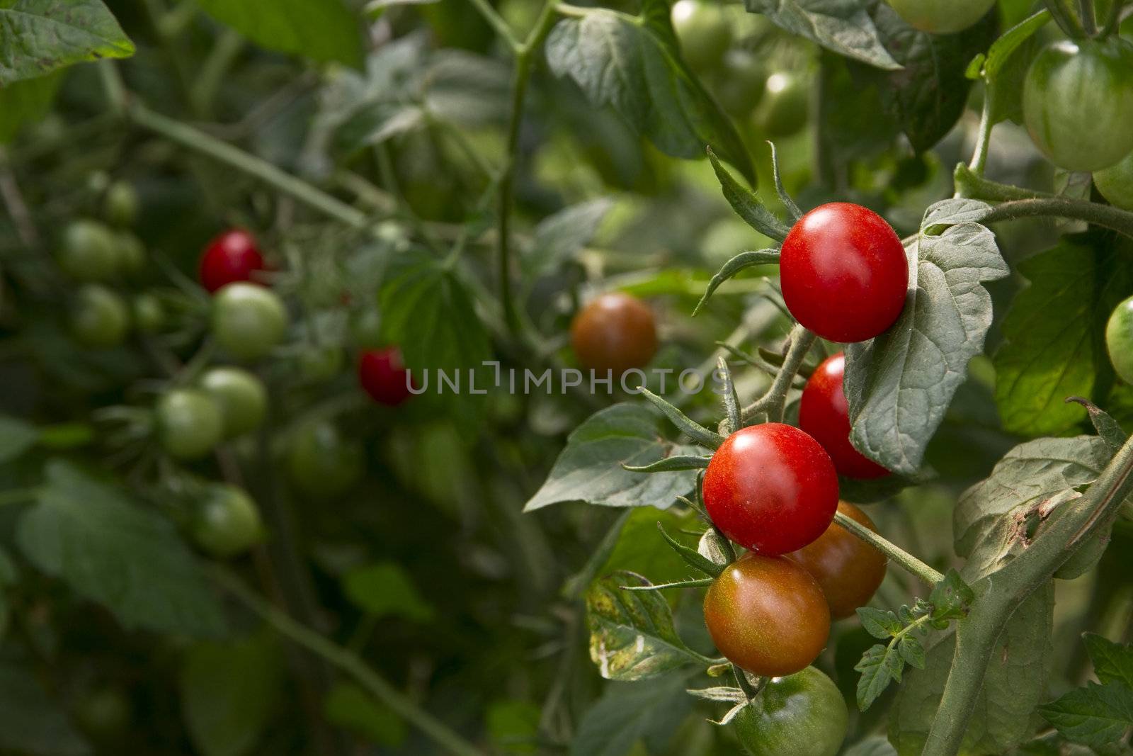 Tomatoes growing by caldix