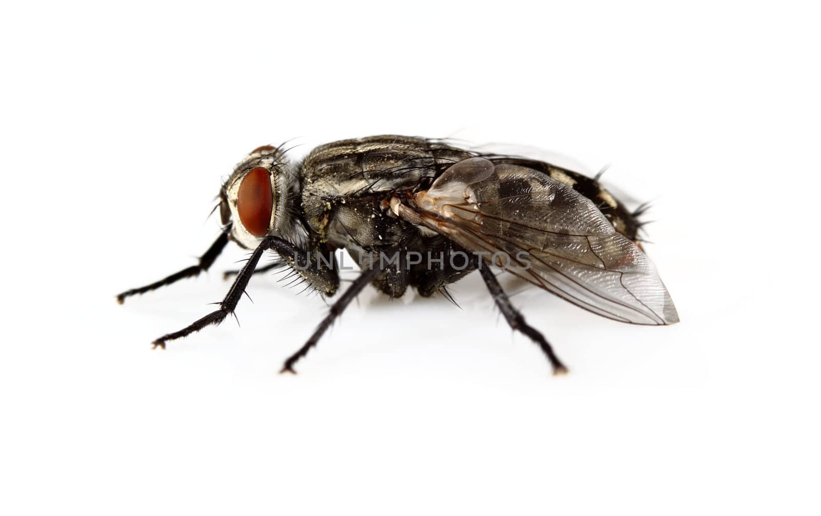 A macro studio shot of a house fly on a solid white background.