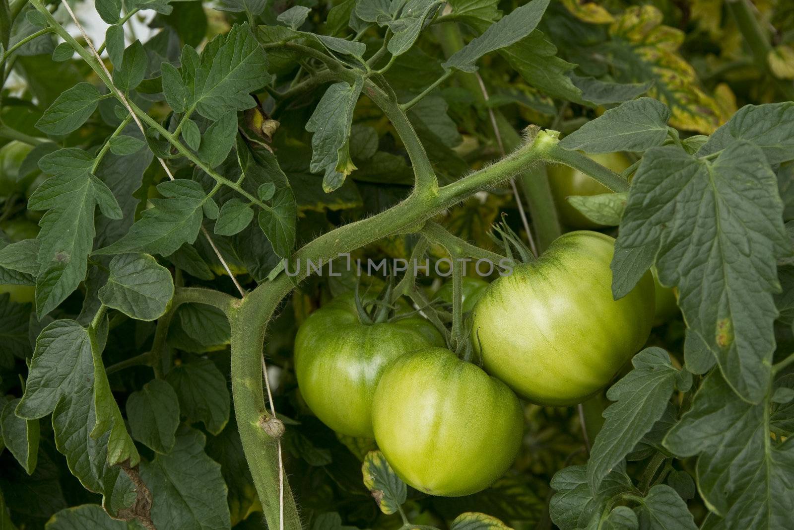 Tomatoes growing by caldix