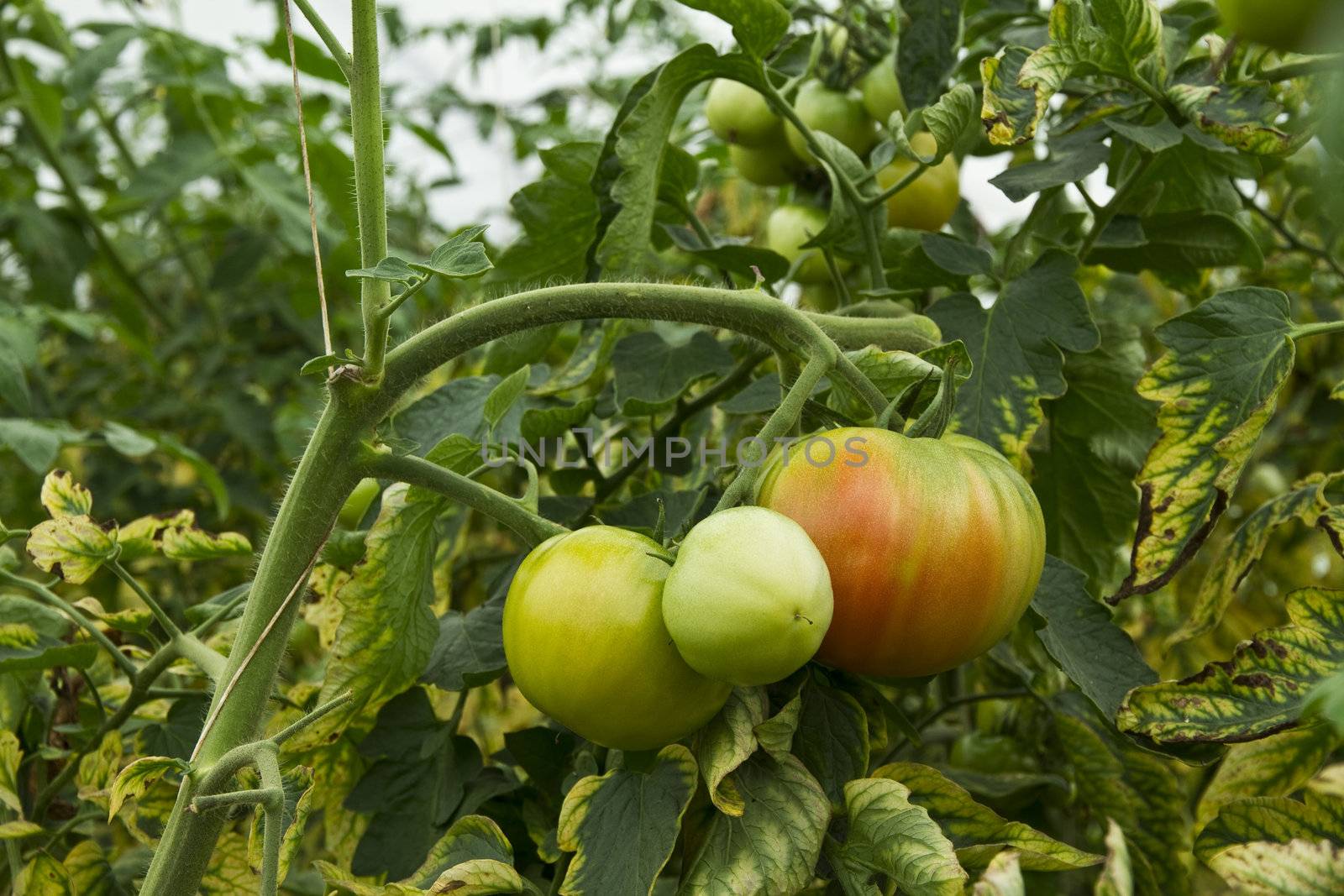 Tomatoes growing on plants