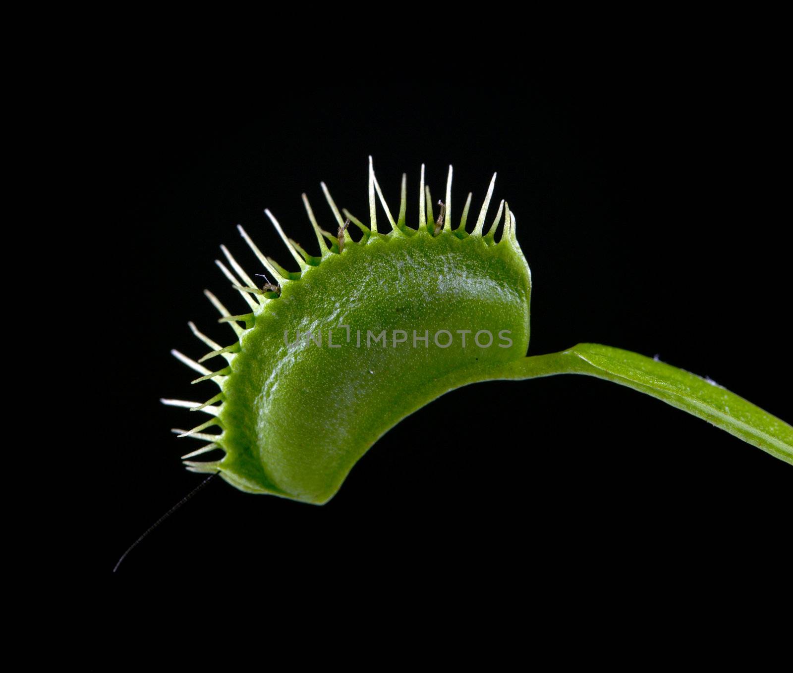 A macro shot of a Venus Flytrap (Dionaea Muscipula) with its jaws closed after capturing a small cricket. The legs and antenna of the cricket are seen sticking out. Shot taken against a solid black background.