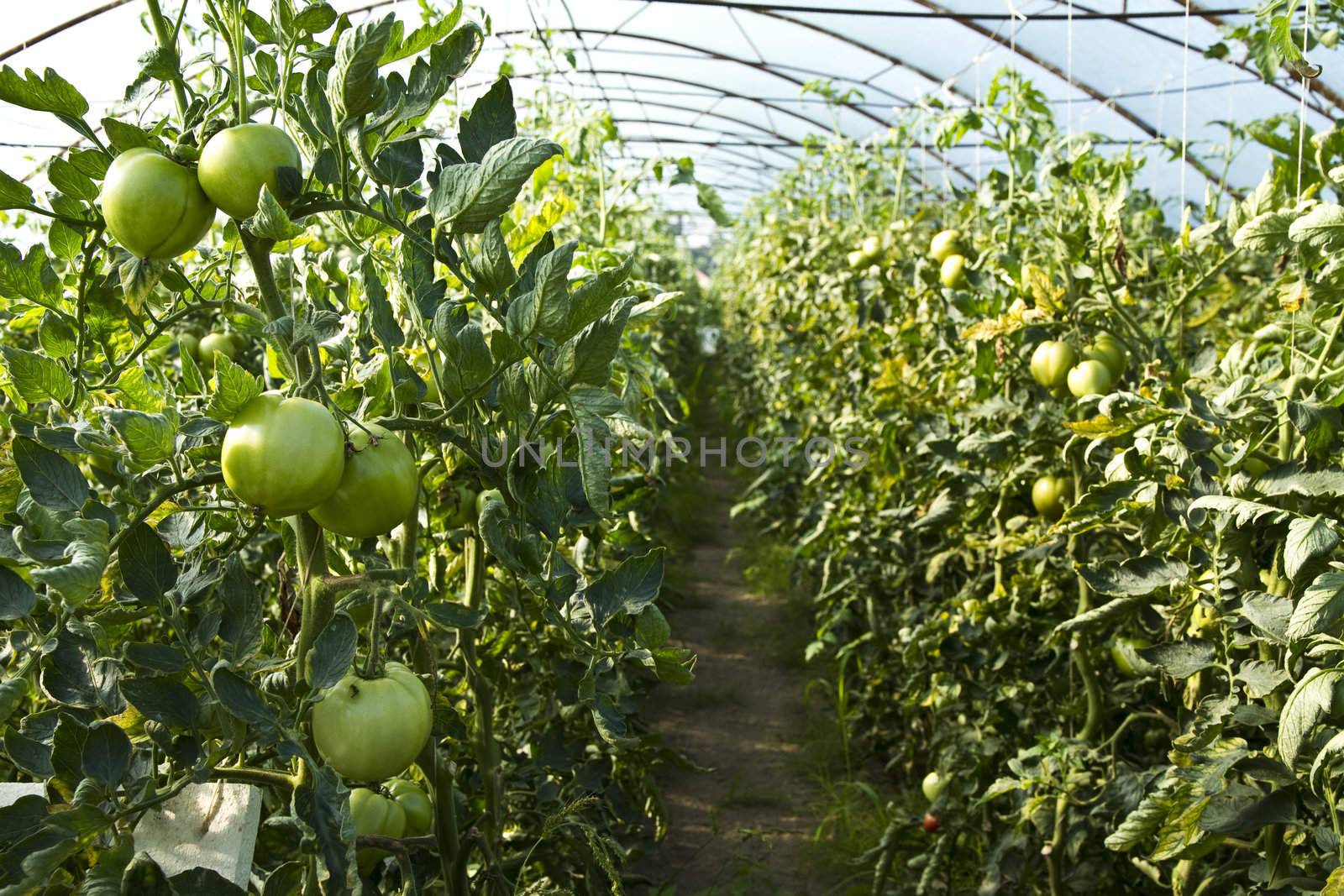 Tomatoes growing on plants