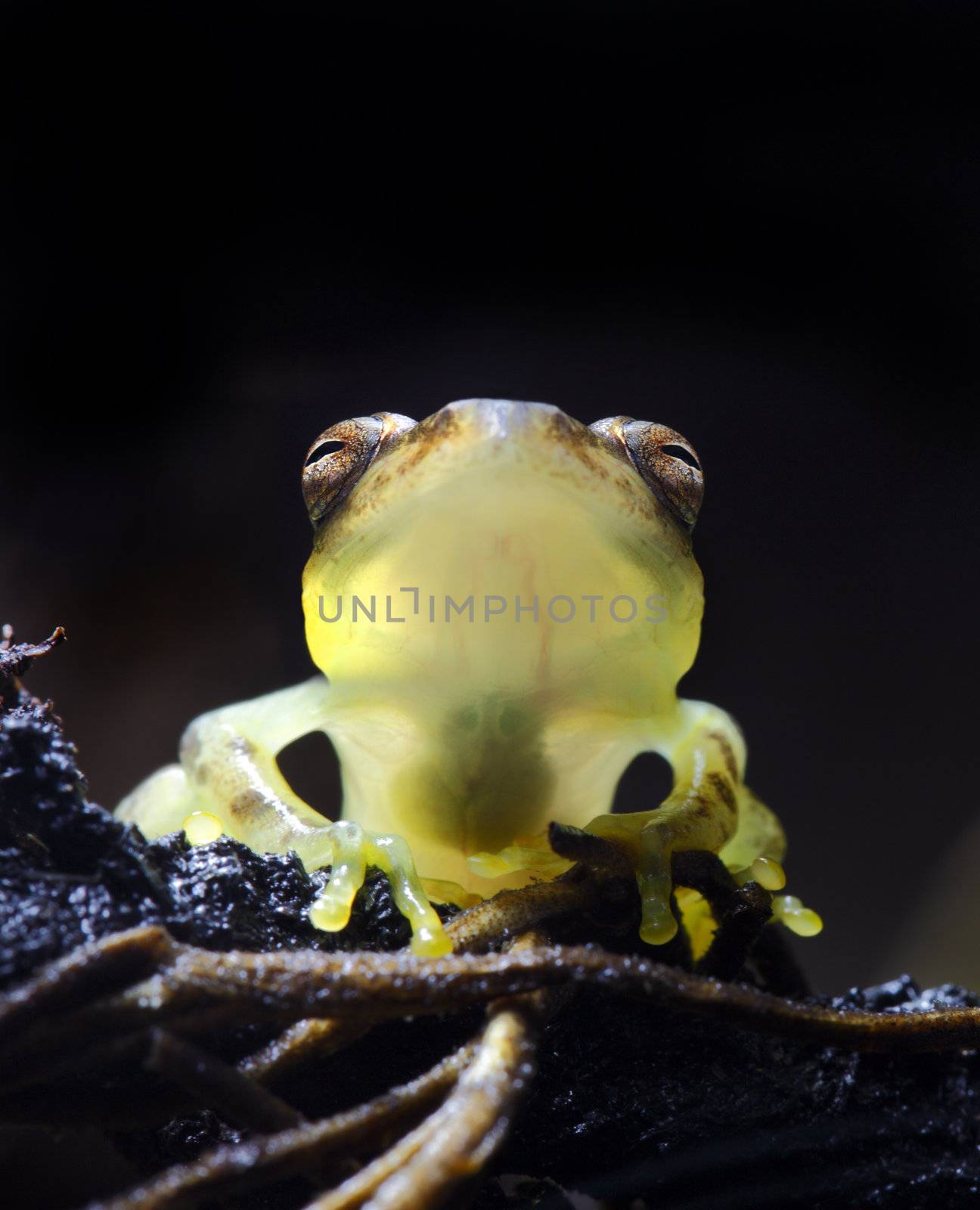 A tiny glass frog (Centrolene prosoblepon) sitting on some vines in the jungle with its organs visible through its body. Focus on the frogs eyes. These frogs inhabit central and south america including the countries of Colombia, Costa Rica, Ecuador, Honduras, Nicaragua, and Panama.