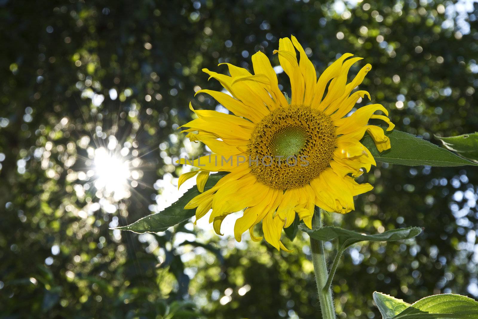 Sunflower growing on trees and sunlight background