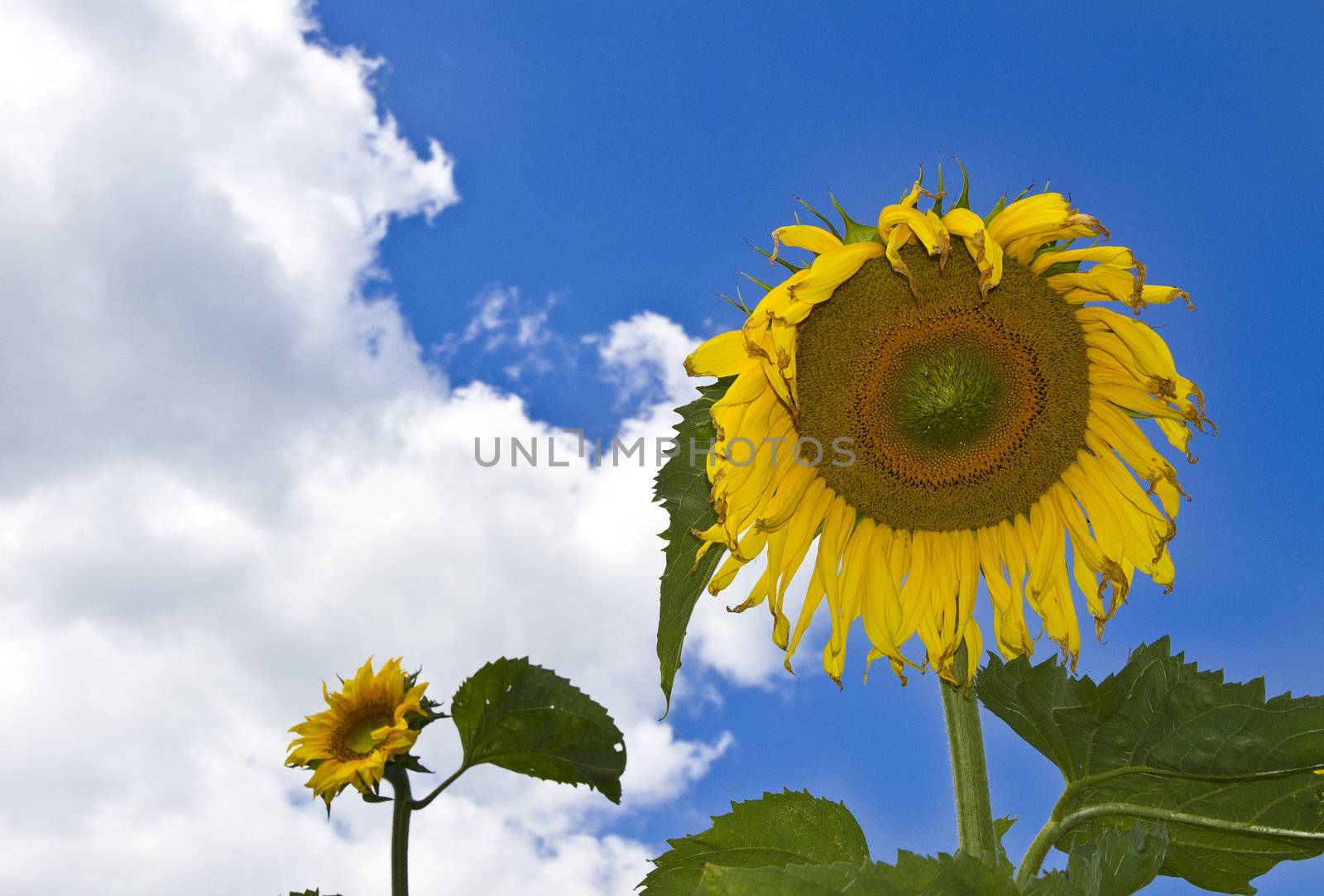 Sunflowers growing on cloudy blue sky background