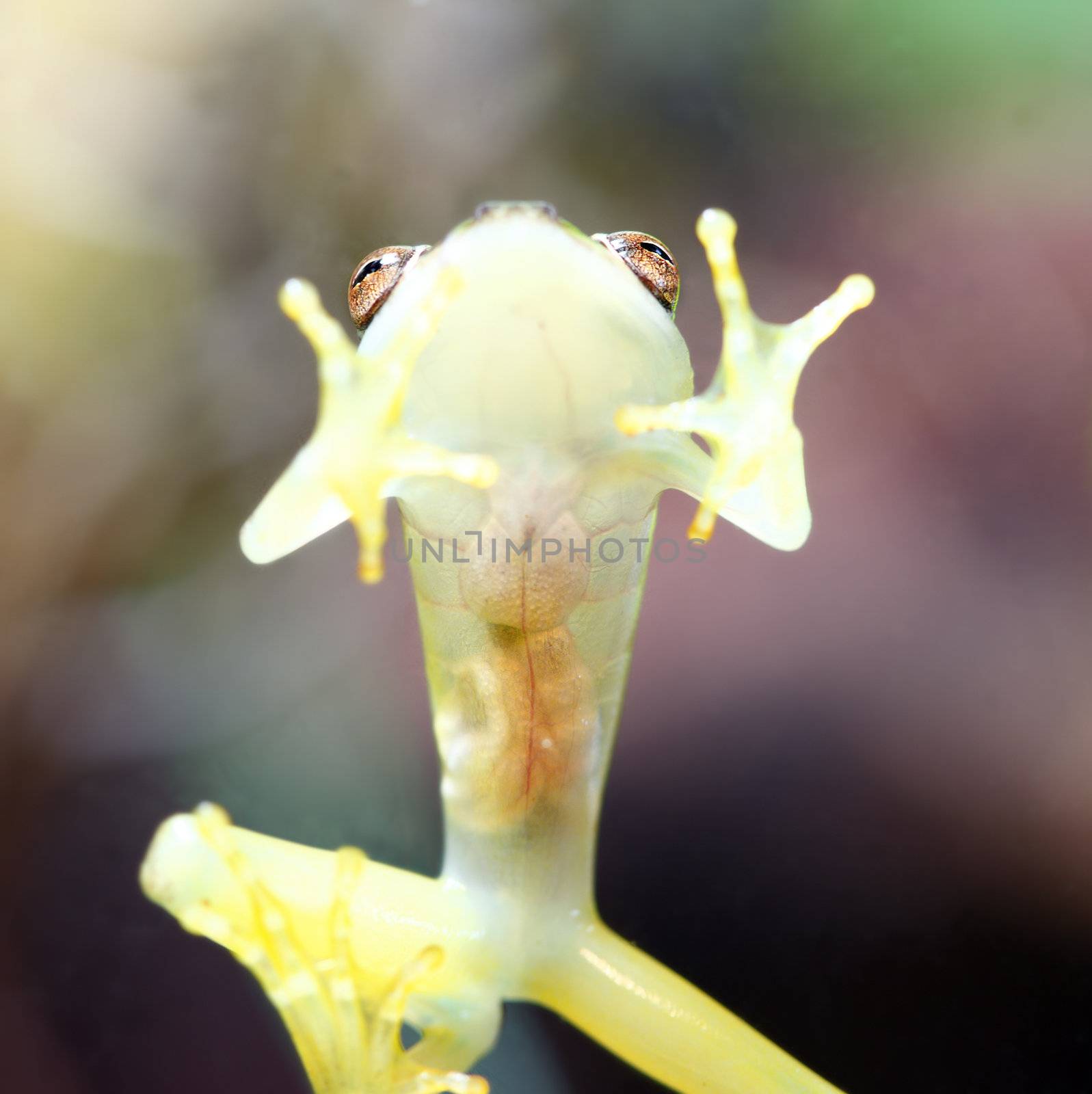 A tiny spotted emerald glass frog (Hyla punctata) on glass with its organs visible through its body. These frogs inhabit central and south america.