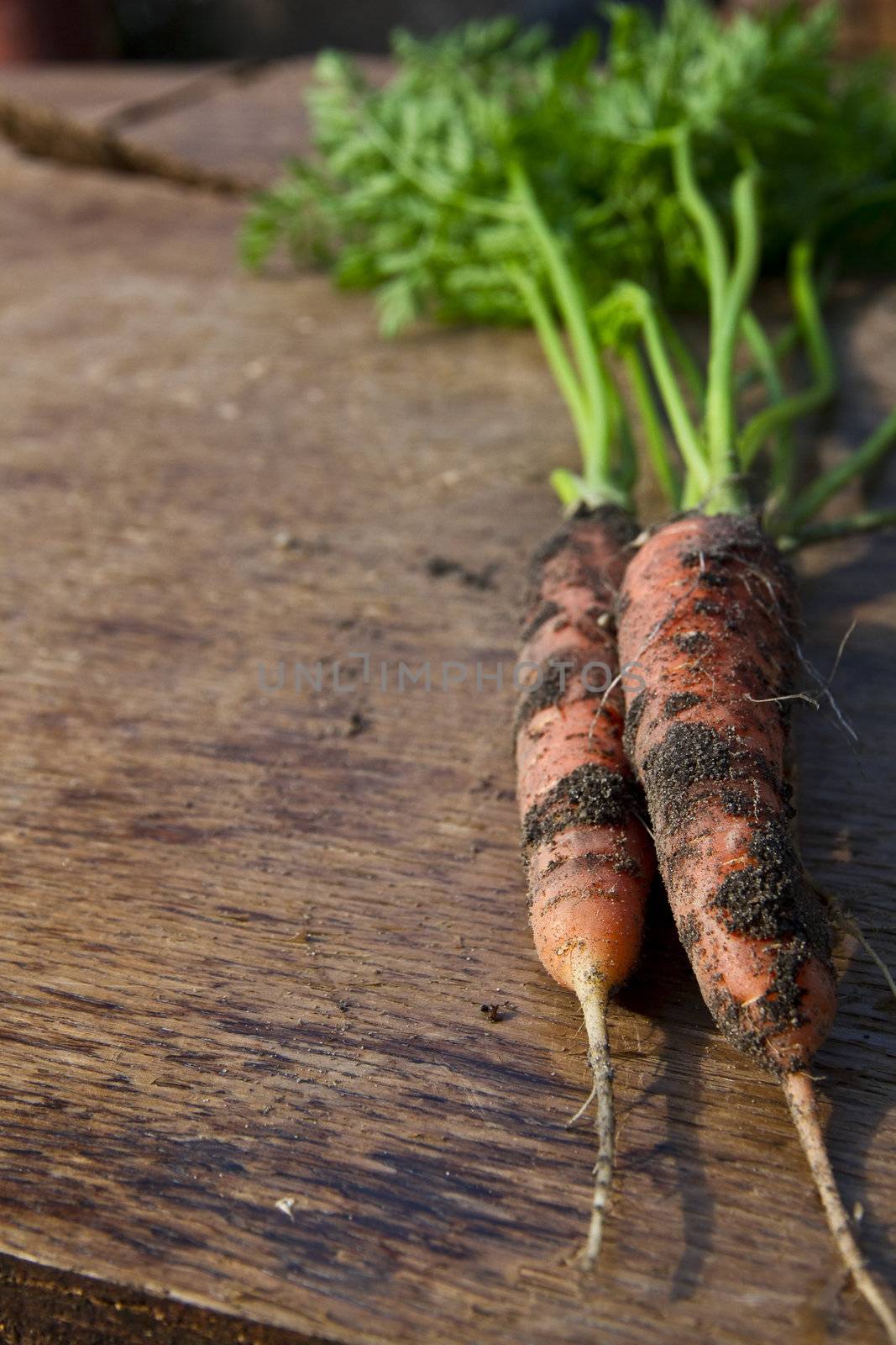 Fresh harvested carrots from the garden