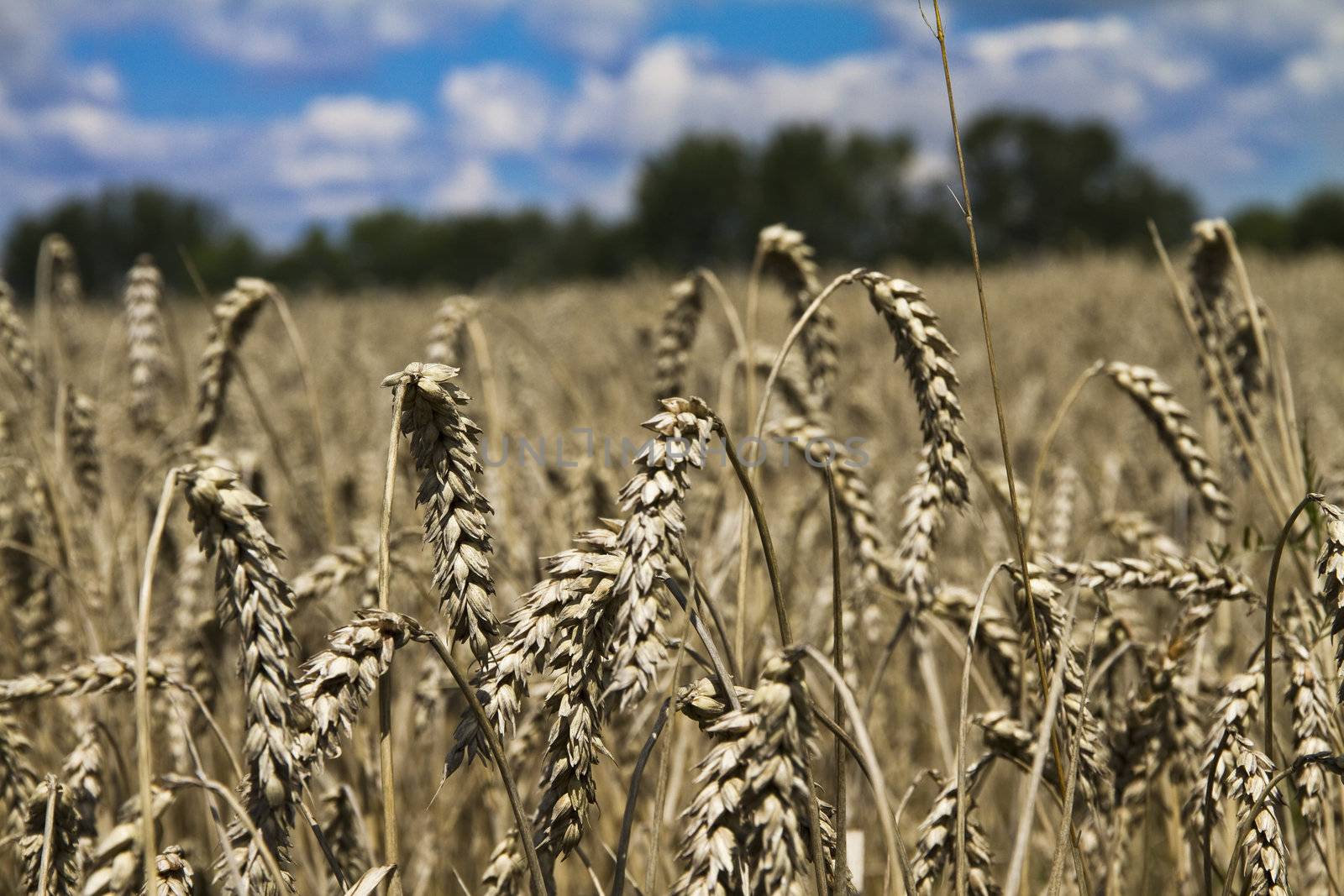 Field of wheat on claudy sky background