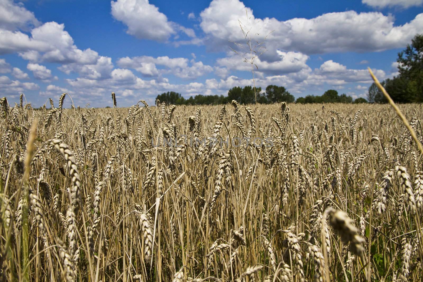 Field of wheat by caldix