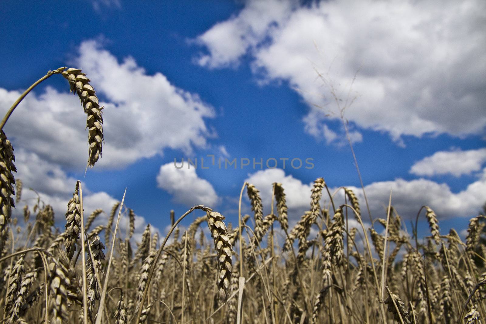 Field of wheat and claudy blue sky background