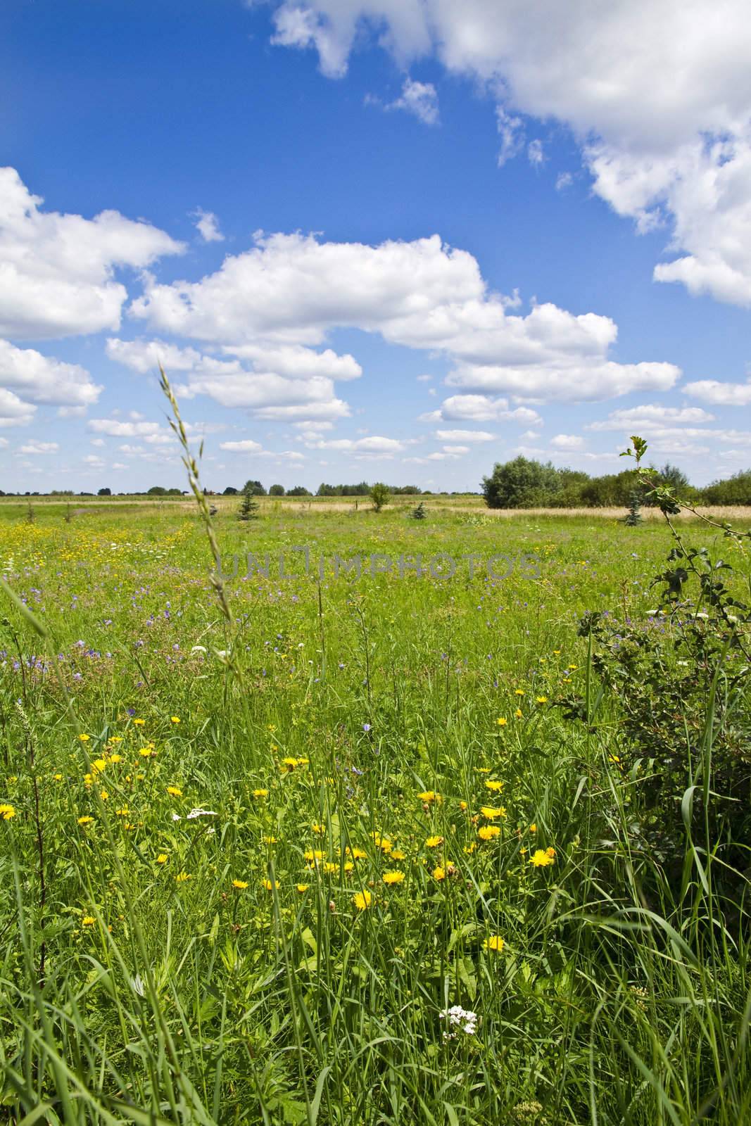 Field of wild flowers and cloudy blue sky