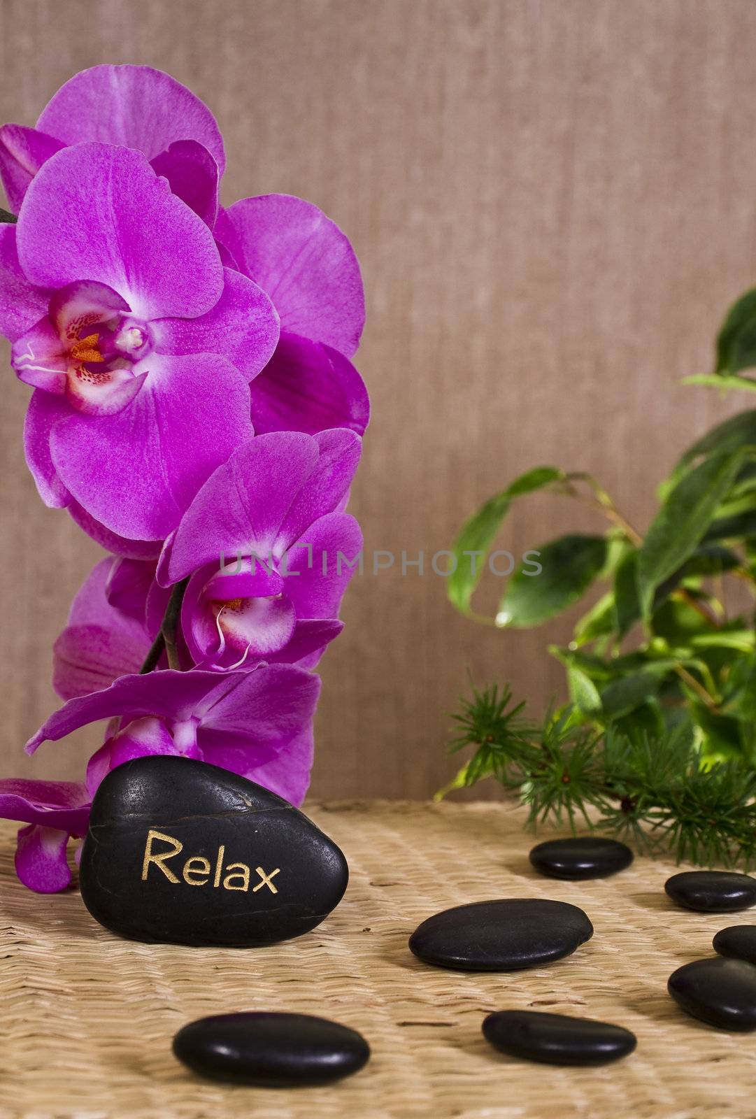 Relax Spa Concept - Zen Stones With Pink Orchid and Ficus Flowers
