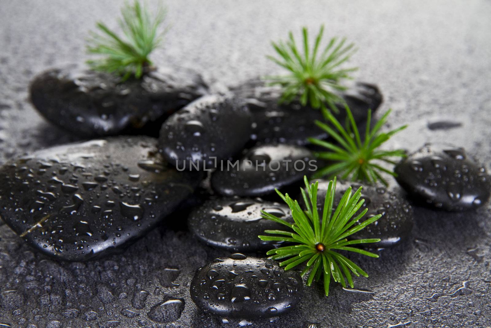 Black Spa Stones with larch leaves
