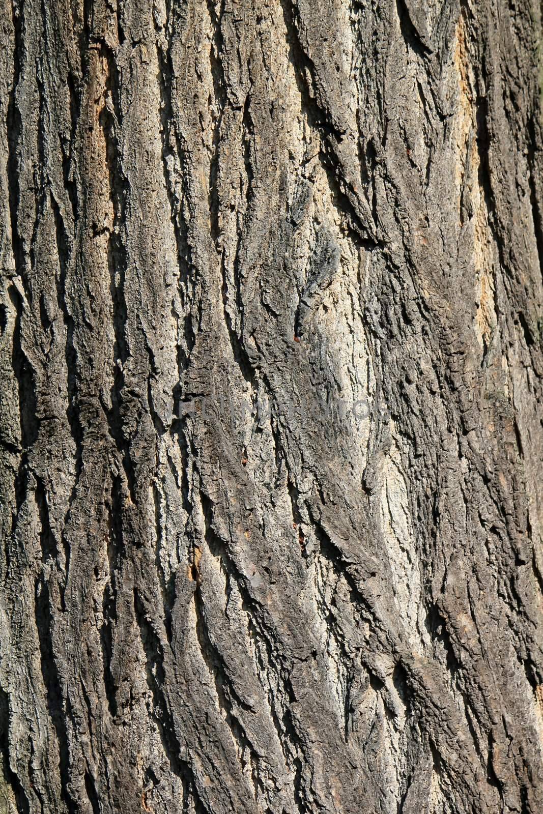 Close up of the bark of a tree