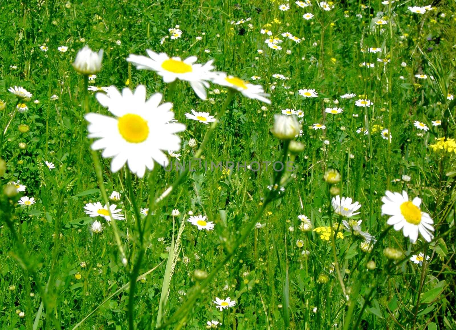 Summer chamomile meadow