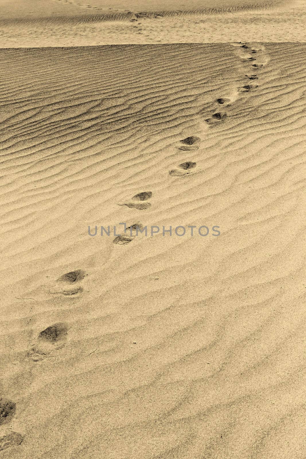 black and white marks on the sand as the background
