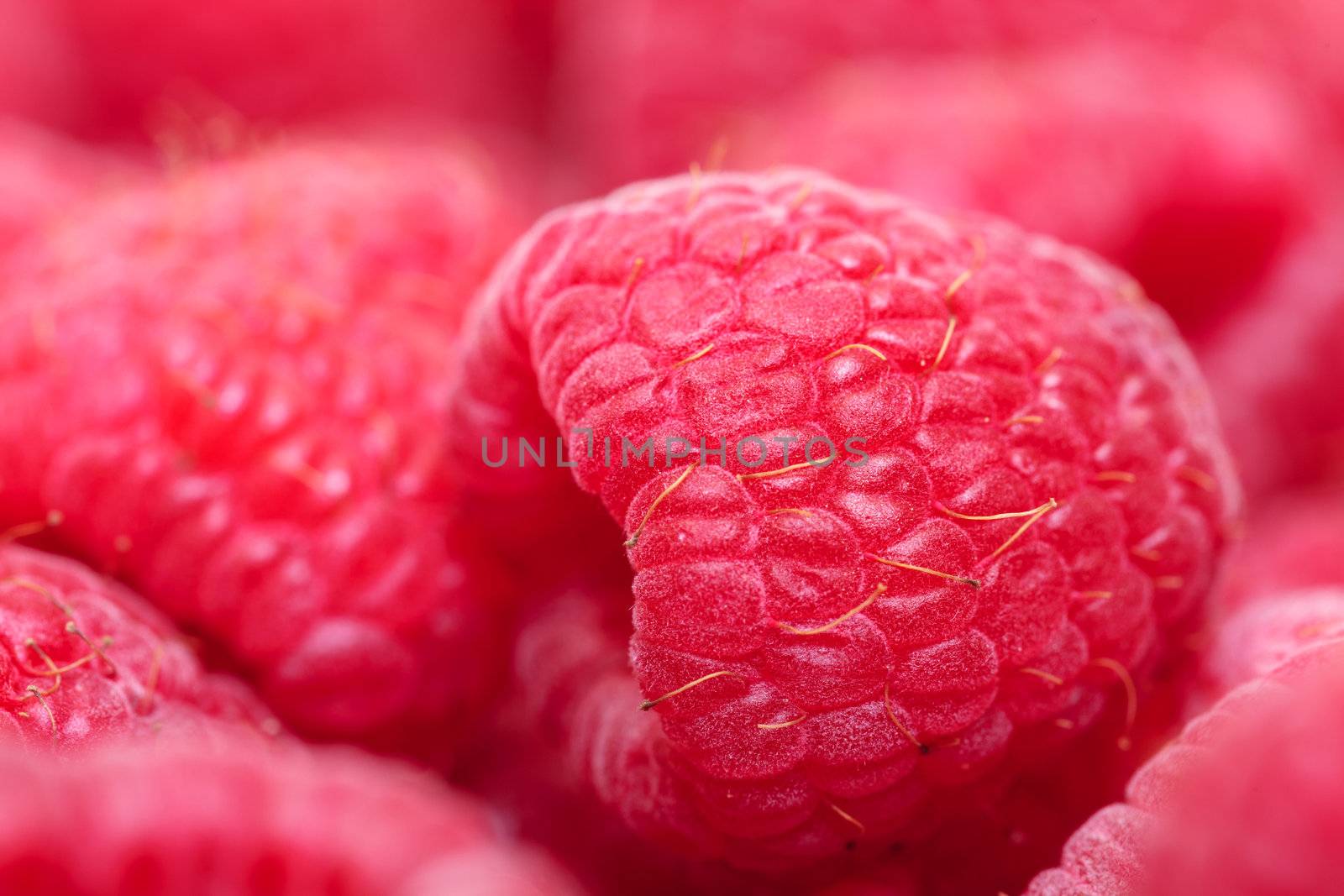 Ripe Berry Red Raspberry, closeup, macro