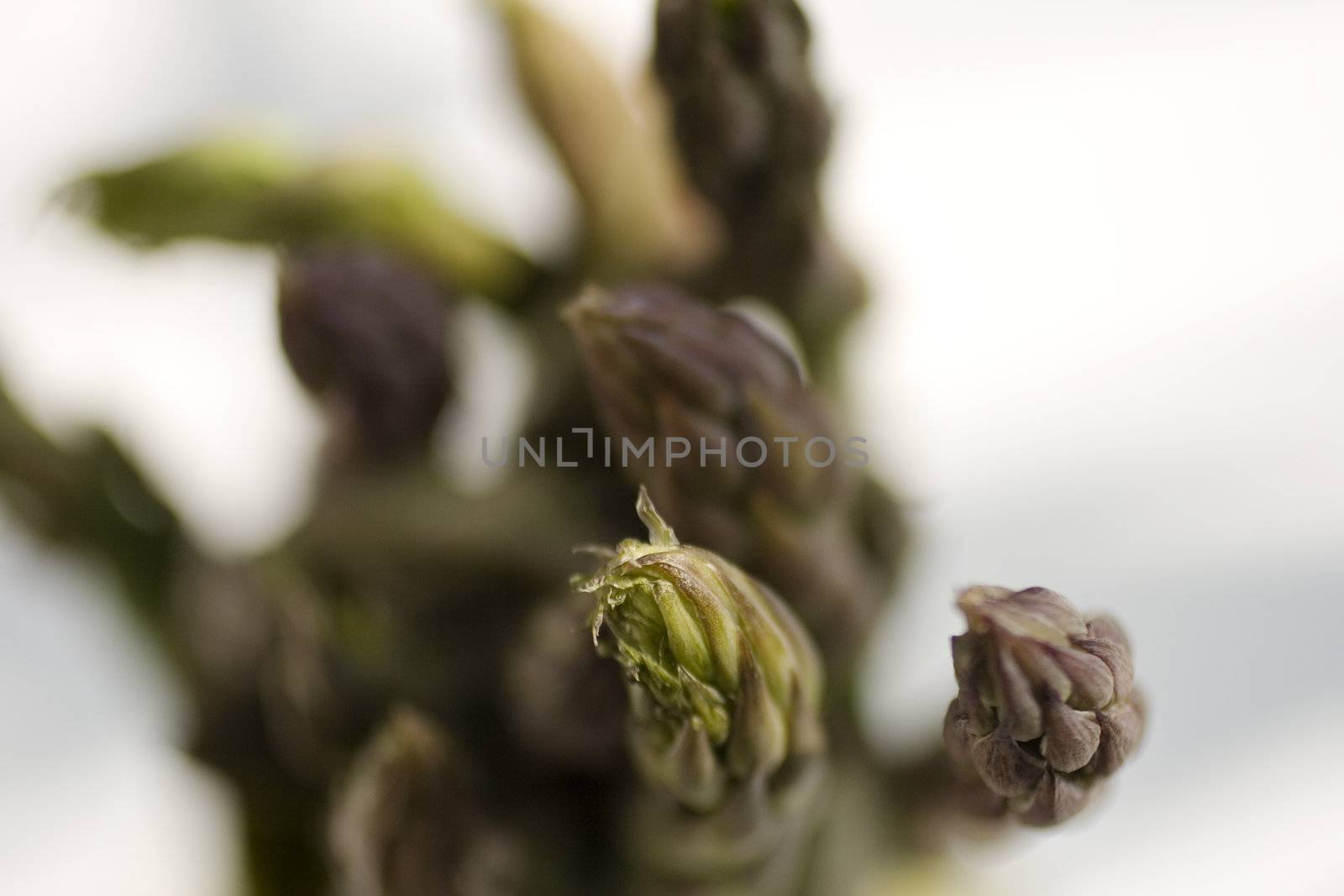 A bunch of fresh asparagus