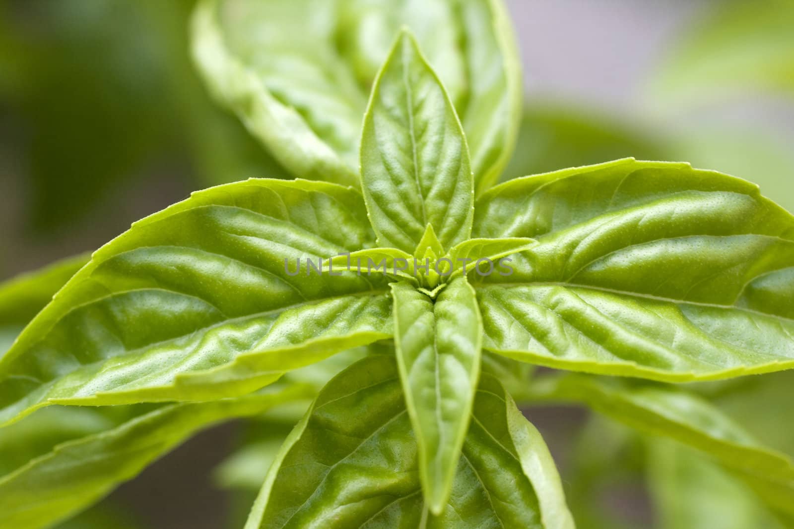Little basil plant on ground